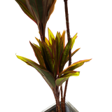 NNEDSZ Faux Cordyline fruticosa Tree