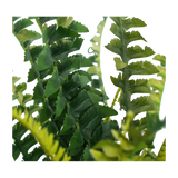 NNEDSZ Faux Boston Bush Stem