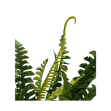 NNEDSZ Faux Boston Bush Stem