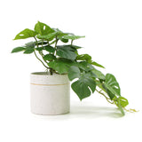 NNEDSZ Decorative Ceramic Bowl Potted Artificial Monstera Plant 30cm