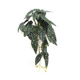 NNEDSZ Artificial Bergonia Plant In Decorative Bowl 30cm