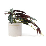 NNEDSZ Artificial Bergonia Plant In Decorative Bowl 30cm