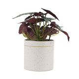 NNEDSZ Artificial Bergonia Plant In Decorative Bowl 30cm