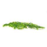 NNEDSZ Artificial Hanging Bell Leaf Plant 80cm Long UV Resistant