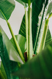NNEDSZ 180cm Banana Tree - Artificial Plant, Home Decor Flora