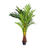NNEDSZ 180cm Phoenix Palm - Artificial Plant, Home Decor Flora