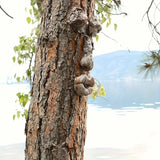 NNETM 3Pcs Tree Faces - Tree Hugger Statues