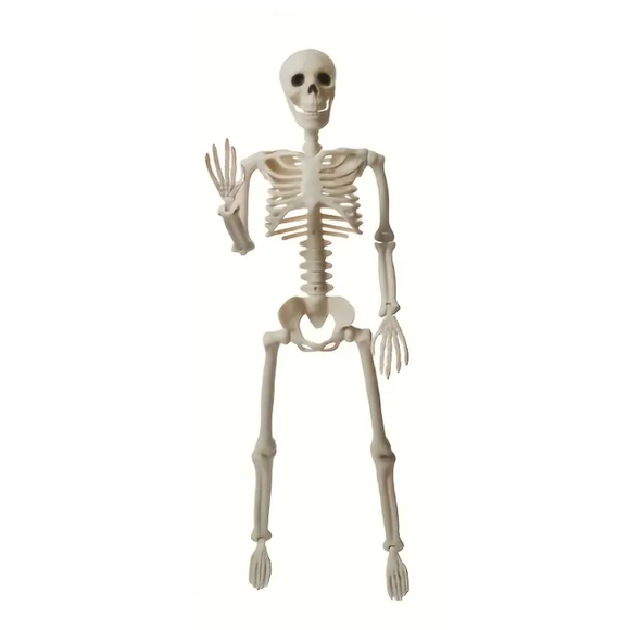NNETM Halloween Skeleton Decoration with Movable Joints