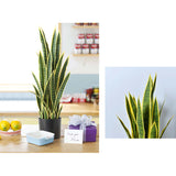 NNEAGS 4X 70cm Artificial Indoor Yellow Edge Tiger Piran Fake Decoration Tree Flower Pot Plant