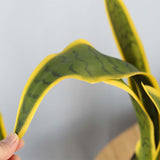 NNEAGS 95cm Artificial Indoor Yellow Edge Tiger Piran Fake Decoration Tree Flower Pot Plant
