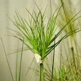 NNEAGS 4X 150cm Green Artificial Indoor Potted Papyrus Plant Tree Fake Simulation Decorative