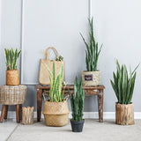 NNEAGS 2X 97cm Artificial Indoor Snake Sansevieria Plant Fake Decoration Tree Flower Pot