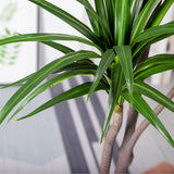 NNEAGS 2X 180cm Green Artificial Indoor Brazlian Iron Tree Fake Plant Decorative 3 Heads