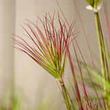 NNEAGS 120cm Purple-Red Artificial Indoor Potted Papyrus Plant Tree Fake Simulation Decorative
