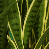 NNEAGS 2X 70cm Artificial Indoor Yellow Edge Tiger Piran Fake Decoration Tree Flower Pot Plant