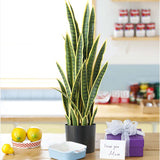 NNEAGS 2X 70cm Artificial Indoor Yellow Edge Tiger Piran Fake Decoration Tree Flower Pot Plant
