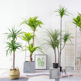 NNEAGS 2X 180cm Green Artificial Indoor Brazlian Iron Tree Fake Plant Decorative 4 Heads