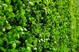 NNEDSZ Buxus Panels UV Stabilised 1m X 1m