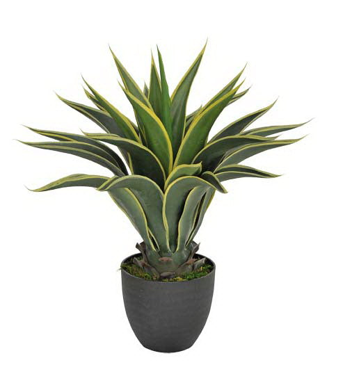 NNEDSZ Agave 60cm