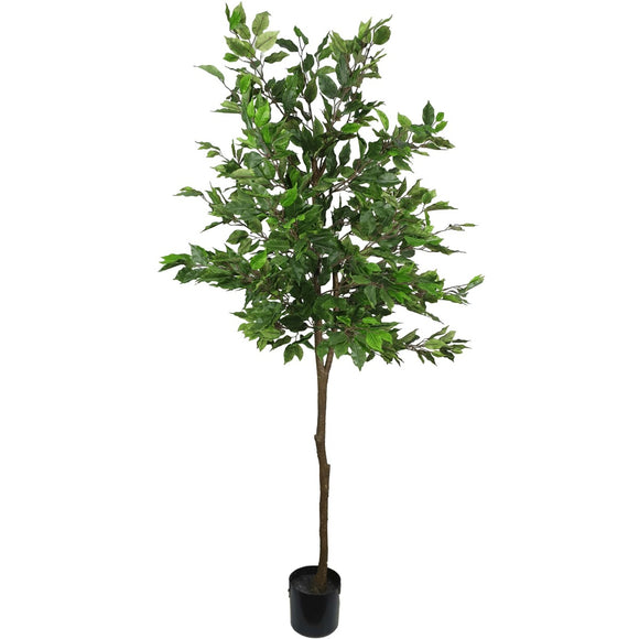 NNEDSZ Potted Ficus Tree 160cm
