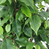 NNEDSZ Potted Ficus Tree 160cm