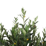 NNEDSZ Bushy Olive Tree with Olives 180cm