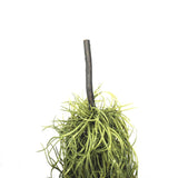 NNEDSZ Air Plant Spanish Moss - Old Man Beard 60cm