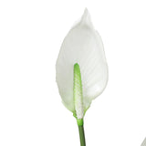 NNEDSZ Flowering White Peace Lily / Calla Lily 95cm