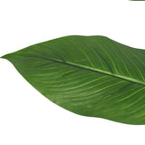 NNEDSZ Flowering White Peace Lily / Calla Lily 95cm