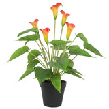 NNEDSZ Flowering White & Orange Peace Lily / Calla Lily Plant 50cm