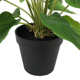 NNEDSZ Flowering White & Pink Peace Lily / Calla Lily Plant 50cm
