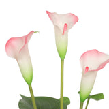 NNEDSZ Flowering White & Pink Peace Lily / Calla Lily Plant 50cm