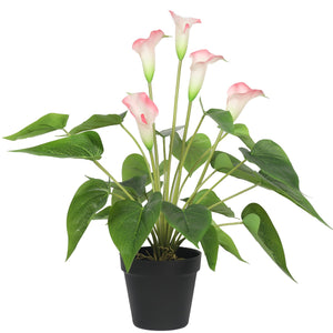 NNEDSZ Flowering White & Pink Peace Lily / Calla Lily Plant 50cm