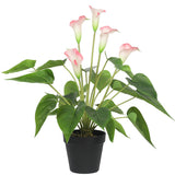 NNEDSZ Flowering White & Pink Peace Lily / Calla Lily Plant 50cm