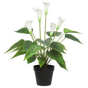 NNEDSZ Flowering White Peace Lily / Calla Lily Plant 50cm