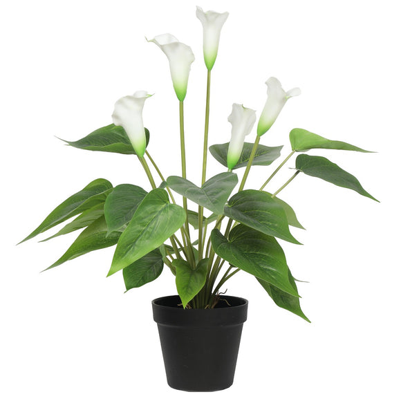 NNEDSZ Flowering White Peace Lily / Calla Lily Plant 50cm