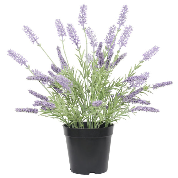 NNEDSZ Lavender Plant 40cm