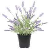 NNEDSZ Lavender Plant 40cm