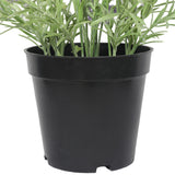 NNEDSZ Lavender Plant 40cm