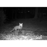 NNEDPE Digital Wide Angle Security Scouting Trail Camera 12mp