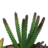NNEDSZ Artificial Succulents with Round Decorative Bowl 19cm