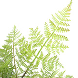 NNEDSZ Natural Fern Tree 90cm