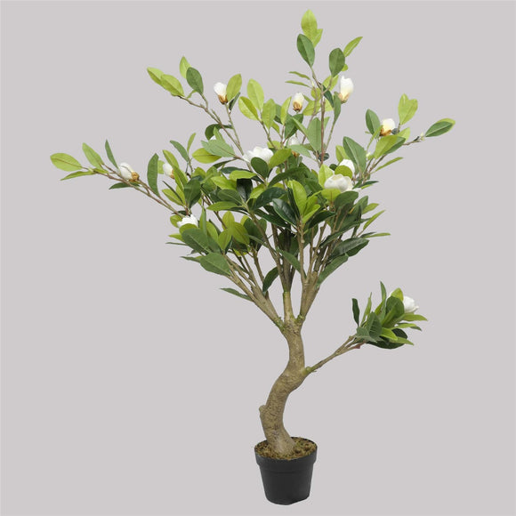 NNEDSZ White Flowering Magnolia Tree with Pot 130cm