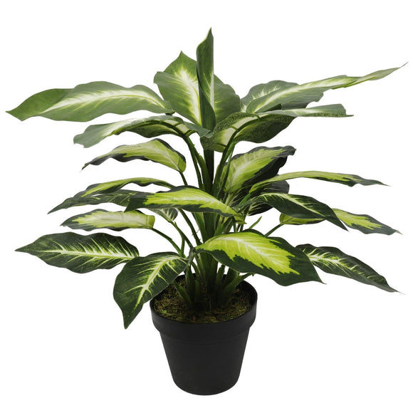 NNEDSZ Lily (Dieffenbachia) with Pot 40cm