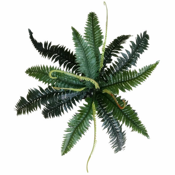 NNEDSZ Dark Green Boston Fern 60cm