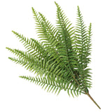 NNEDSZ Fern (Lady Fern) 50cm UV Resistant