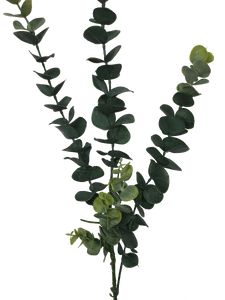 NNEDSZ Pack - Long Eucalyptus Stem 77 cm