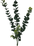 NNEDSZ Pack - Long Eucalyptus Stem 77 cm