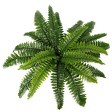 NNEDSZ Potted Natural Green Boston Fern (50cm high 70cm wide)