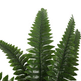 NNEDSZ Potted Natural Green Boston Fern (50cm high 70cm wide)
